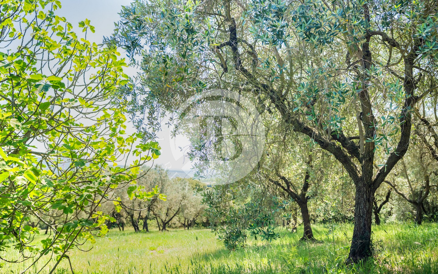 Autentica Colonica Toscana In Pietra Con Dependance E Ampio Giardino, Rosignano Marittimo