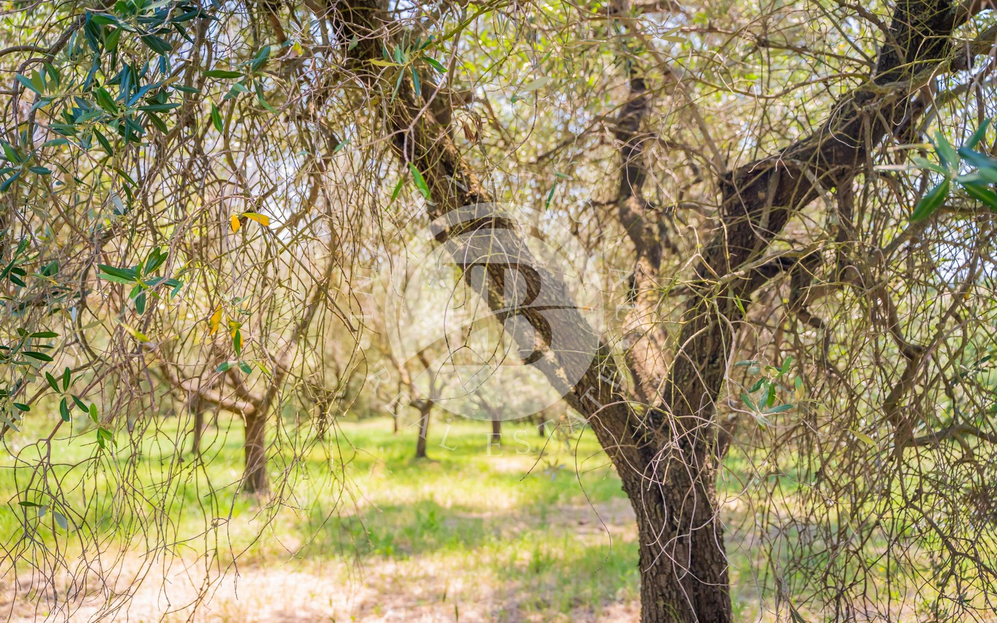 Autentica Colonica Toscana In Pietra Con Dependance E Ampio Giardino, Rosignano Marittimo