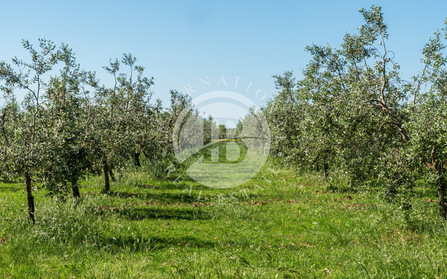 Prestigiosa Residenza Di Campagna In Vendita Tra Bibbona E Bolgheri